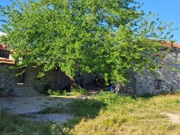 koyevi_02